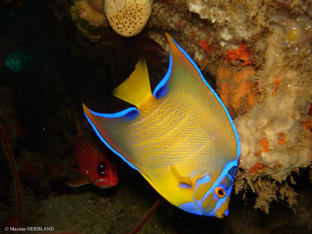 ル・カルベ Carribbean Madicreole Au Carbetヴィラ エクステリア 写真