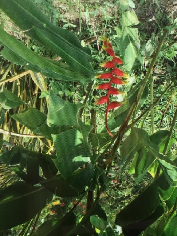 ル・カルベ Carribbean Madicreole Au Carbetヴィラ エクステリア 写真